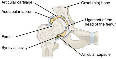 Esquema anatómico de la articulación de la cadera y el fémur proximal, mostrando la cabeza, cuello y trocánteres.