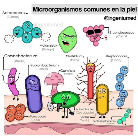 Esquema de microorganismos comunes en el ambiente de cultivo de champiñones que causan neumonitis por hipersensibilidad