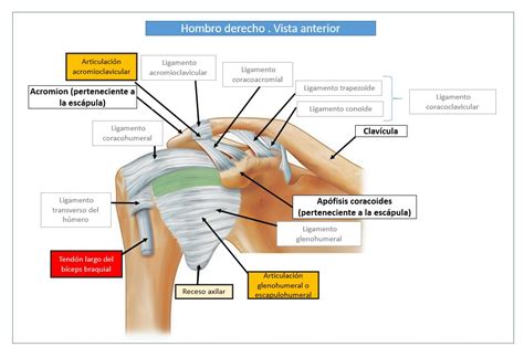 Esquema anatómico del hombro mostrando huesos, tendones y ligamentos