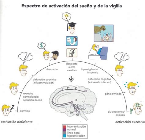Esquema comparativo de la arquitectura del sueño en jóvenes y adultos mayores