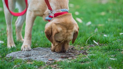 perro oliendo gallinas a través de valla