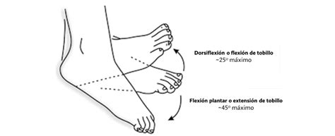 Diagrama de ejercicios de flexión y rotación de tobillos