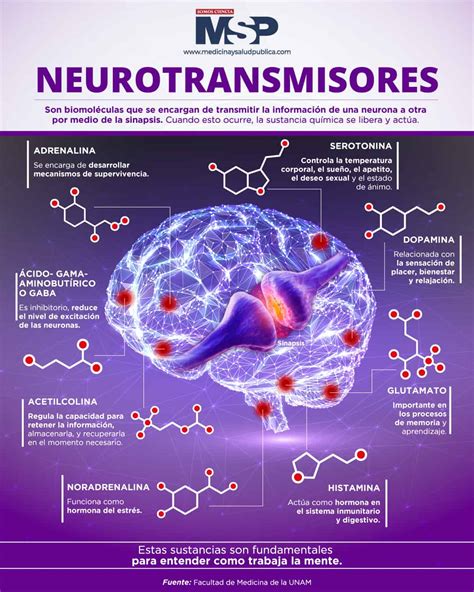 Infografía: Interacción de neurotransmisores en el cerebro con TDAH