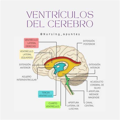 Esquema del cerebro humano mostrando los ventrículos y el flujo del líquido cefalorraquídeo