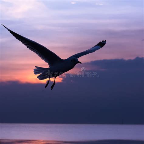 Silueta de una gaviota volando libremente sobre el mar al atardecer