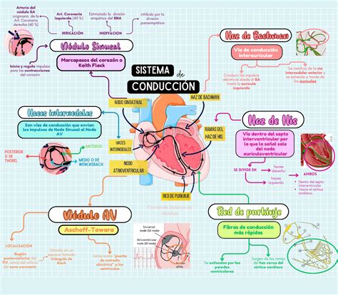 Esquema del sistema de conducción cardíaca en un adulto mayor