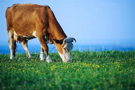 Vacas pastando en un campo verde bajo el sol