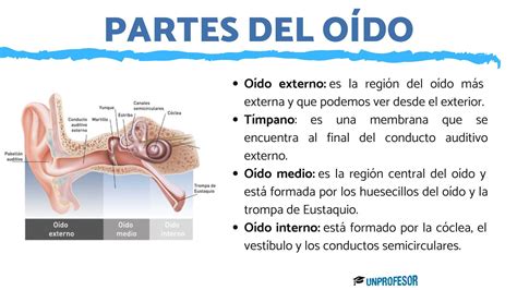 Esquema de las partes del oído y cómo afecta la hipoacusia