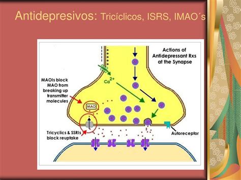 Esquema del mecanismo de acción de los ISRS en la sinapsis neuronal