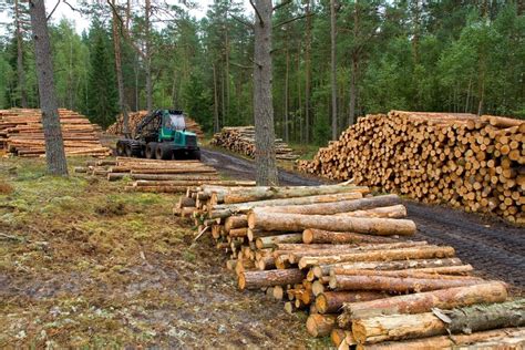 Plantación forestal en la Araucanía, un ejemplo de explotación de recursos naturales