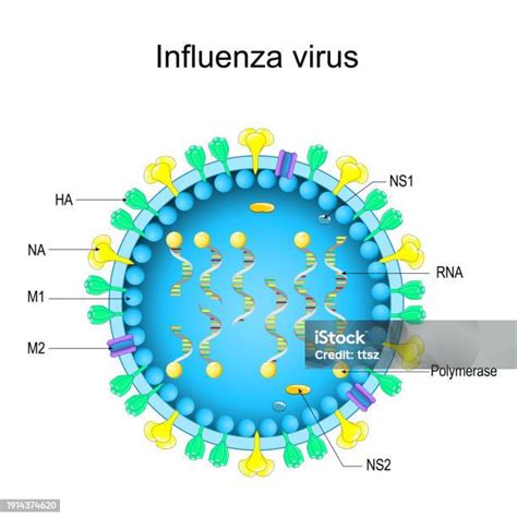 Esquema visual del virus de la Influenza A (H3N2) y su estructura