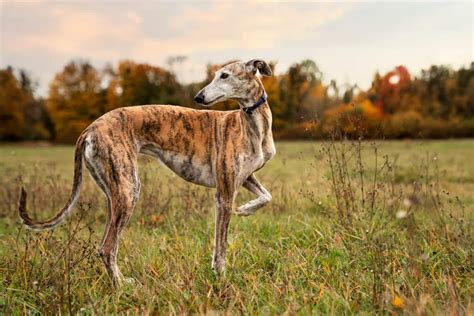 Foto de Mandarina, la perra mestiza de galgo, jugando con su pelota en Las Renatas.