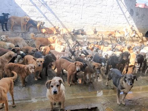 Infografía mostrando el número de perros discapacitados y sus condiciones en el refugio de Cintia Salazar Juárez.
