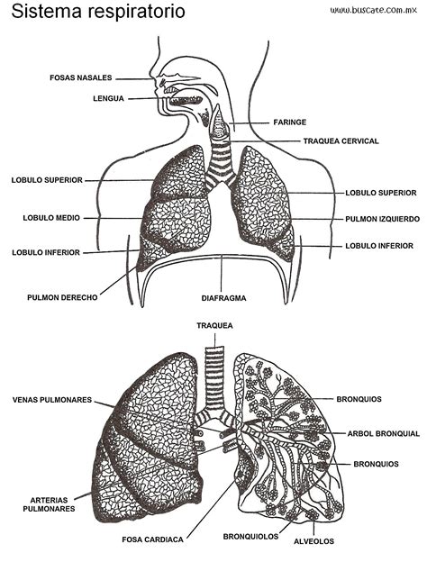 Esquema de sistema respiratorio de un adulto mayor
