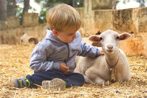 Niños interactuando con animales de granja en un entorno seguro