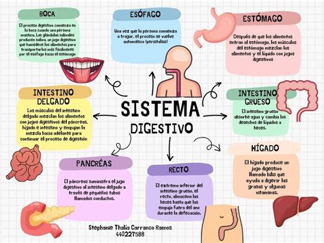 Esquema del sistema digestivo humano con énfasis en las áreas afectadas por el envejecimiento