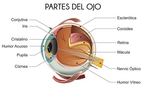 Esquema de las partes del ojo humano mostrando los cambios con la edad