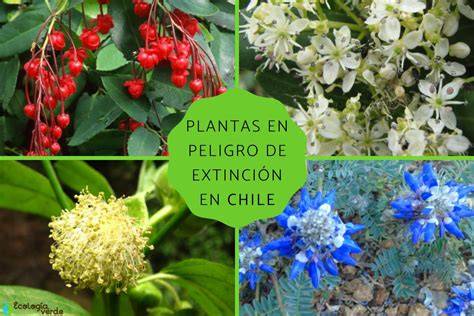 Ejemplos de plantas nativas chilenas en peligro de extinción