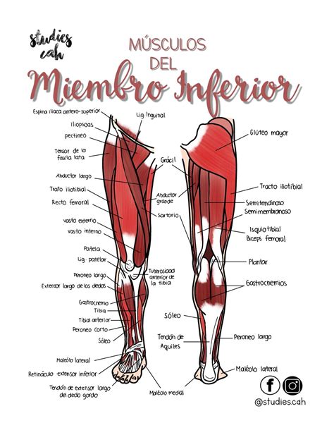 Esquema ilustrativo de la anatomía muscular del miembro inferior