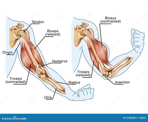Esquema de la anatomía del brazo mostrando el bíceps y tríceps