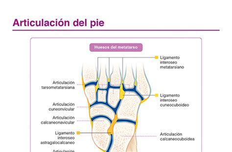 Esquema de las articulaciones del pie y los dedos