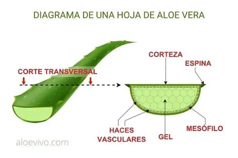 Esquema detallado de la composición interna de la hoja de Aloe Vera: corteza, capa intermedia de látex y gel central.