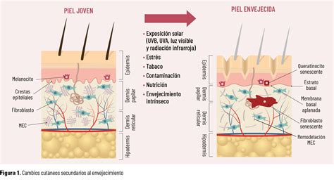 Esquema de capas de la piel y efectos del envejecimiento