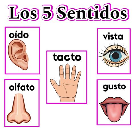 Esquema que muestra los cinco sentidos y cómo los estímulos ambientales (luz, sonido, texturas) se procesan en el cerebro para generar respuestas terapéuticas.