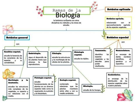 Esquema de las diferentes ramas de la kinesiología y su aplicación