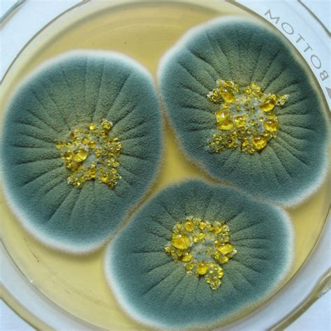 Ilustración de mohos Penicillium en frutas