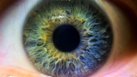Foto de cerca de un iris verde