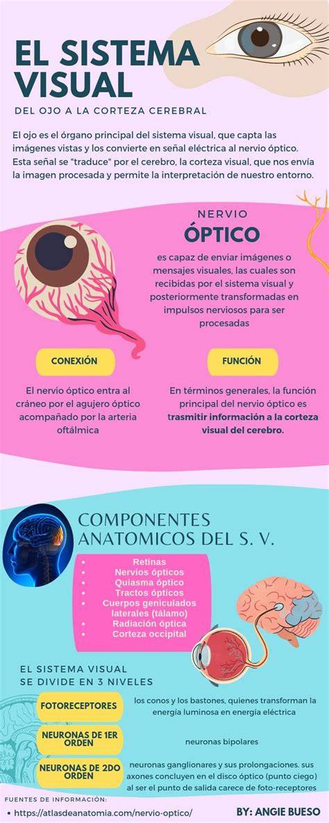 Inserta aquí una infografía sobre el procesamiento visual y sus componentes