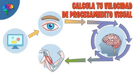 Infografía de rastreo visual y etapas de procesamiento