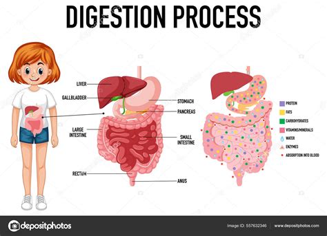 Esquema del proceso de digestión y el rol de Caricol