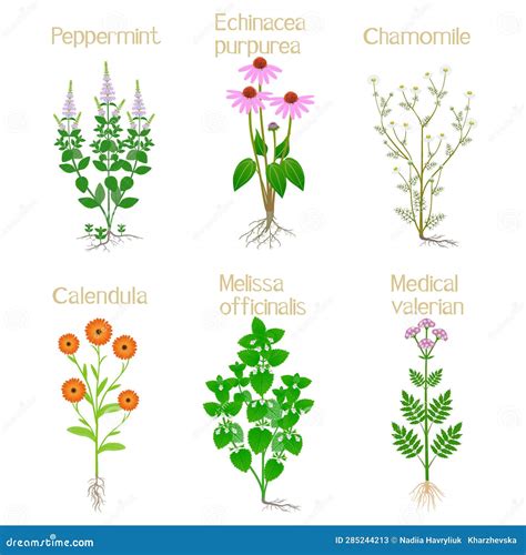 Ilustración de plantas medicinales con advertencia de toxicidad renal