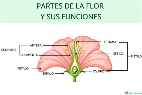 Esquema de las partes de un porta-credencial y sus accesorios