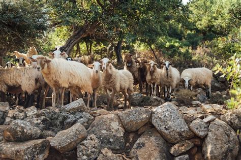 Foto de cabras y ovejas interactuando amistosamente en un pastizal