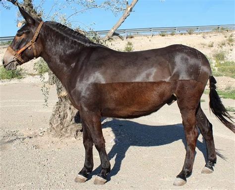 Tito el Rubio con su mulo y parte de su rebaño de cabras en La Palma