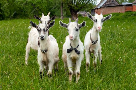 Carlos Álvarez y Ana Laura González con sus cabras en una granja moderna