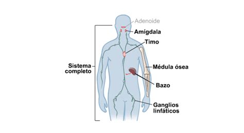 Esquema del sistema inmunitario: médula ósea, ganglios linfáticos, bazo, timo y amígdalas.
