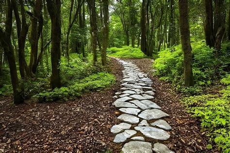 Fotografía de un sendero accesible en un parque natural