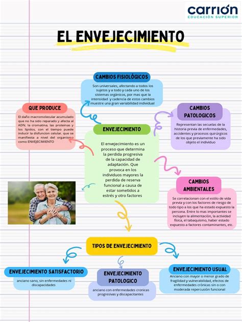 Infografía sobre el proceso de envejecimiento y sus etapas