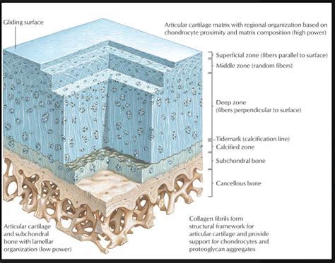 Esquema detallado de las capas del cartílago articular: superficial, media, profunda, calcificada y hueso subcondral, mostrando la orientación de las fibras de colágeno