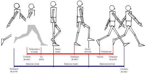 Esquema de un cuerpo humano mostrando el centro de gravedad y los límites de estabilidad