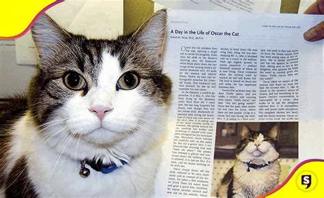 Oscar el gato en un regazo de un paciente