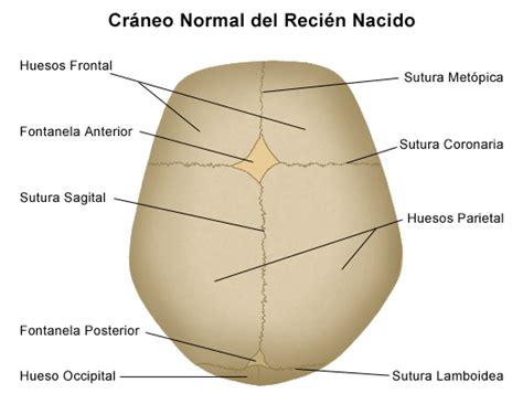 Esquema anatómico de la cabeza de un recién nacido mostrando la ubicación de la fontanela anterior y posterior.