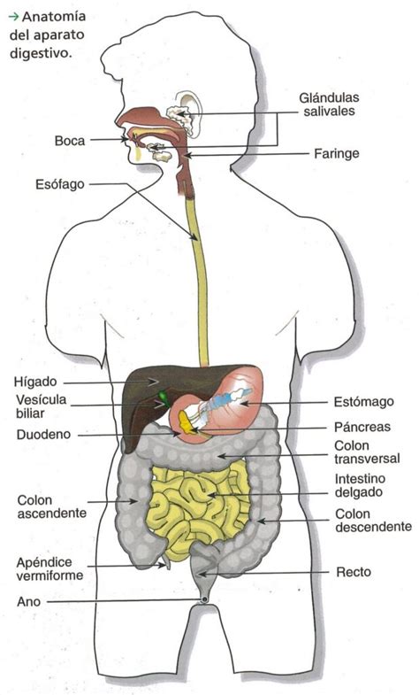 Esquema del sistema digestivo humano, con énfasis en el estómago y las glándulas gástricas