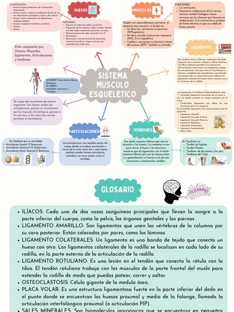 Esquema de los efectos de la inmovilidad en el sistema cardiovascular y musculoesquelético de ancianos.