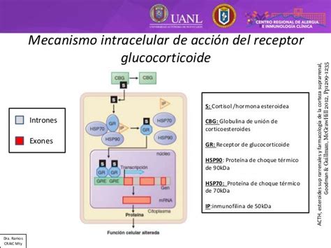 Diagrama del mecanismo de acción de los corticosteroides inhalados en las vías respiratorias