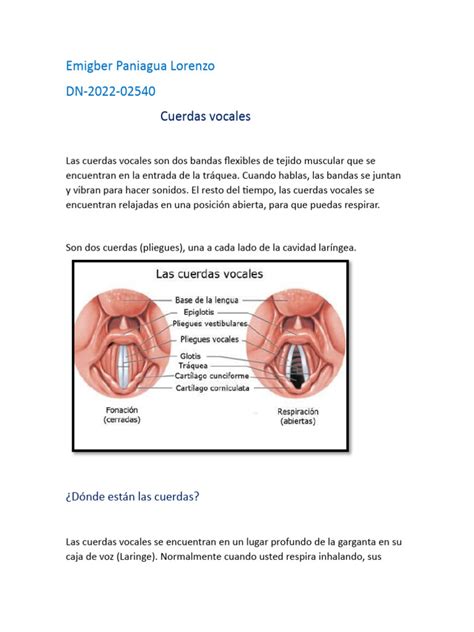 Esquema de las cuerdas vocales y laringe mostrando los efectos del envejecimiento